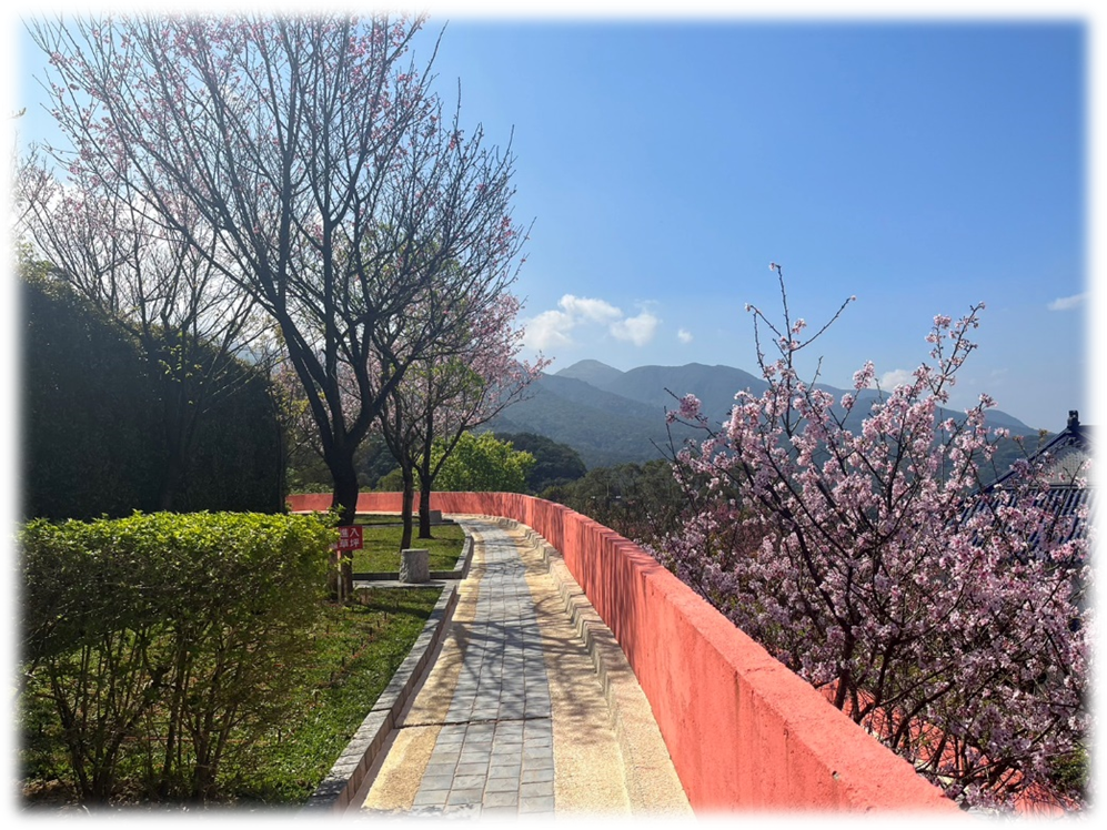 三芝櫻花生命園區種植之櫻花